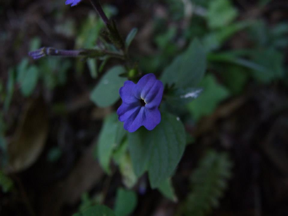 Browallia image