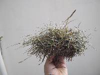 Tillandsia recurvata image
