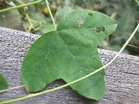 Passiflora gracilis image