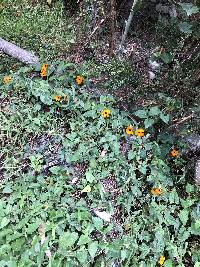 Thunbergia alata image