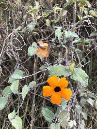 Thunbergia alata image