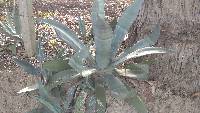 Agave americana image