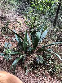 Furcraea andina image