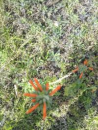 Leonotis nepetifolia image