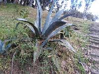 Agave americana image