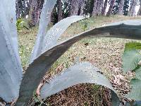 Agave americana image