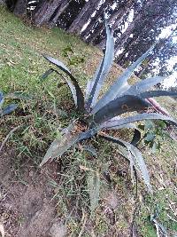 Agave americana image