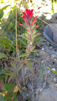 Castilleja arvensis image