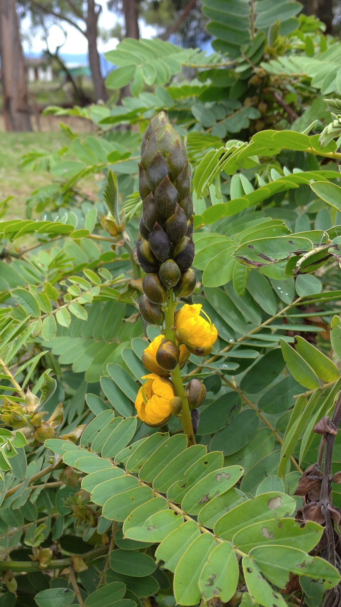 Senna didymobotrya image