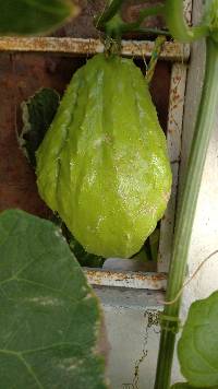 Media resource of Sechium edule