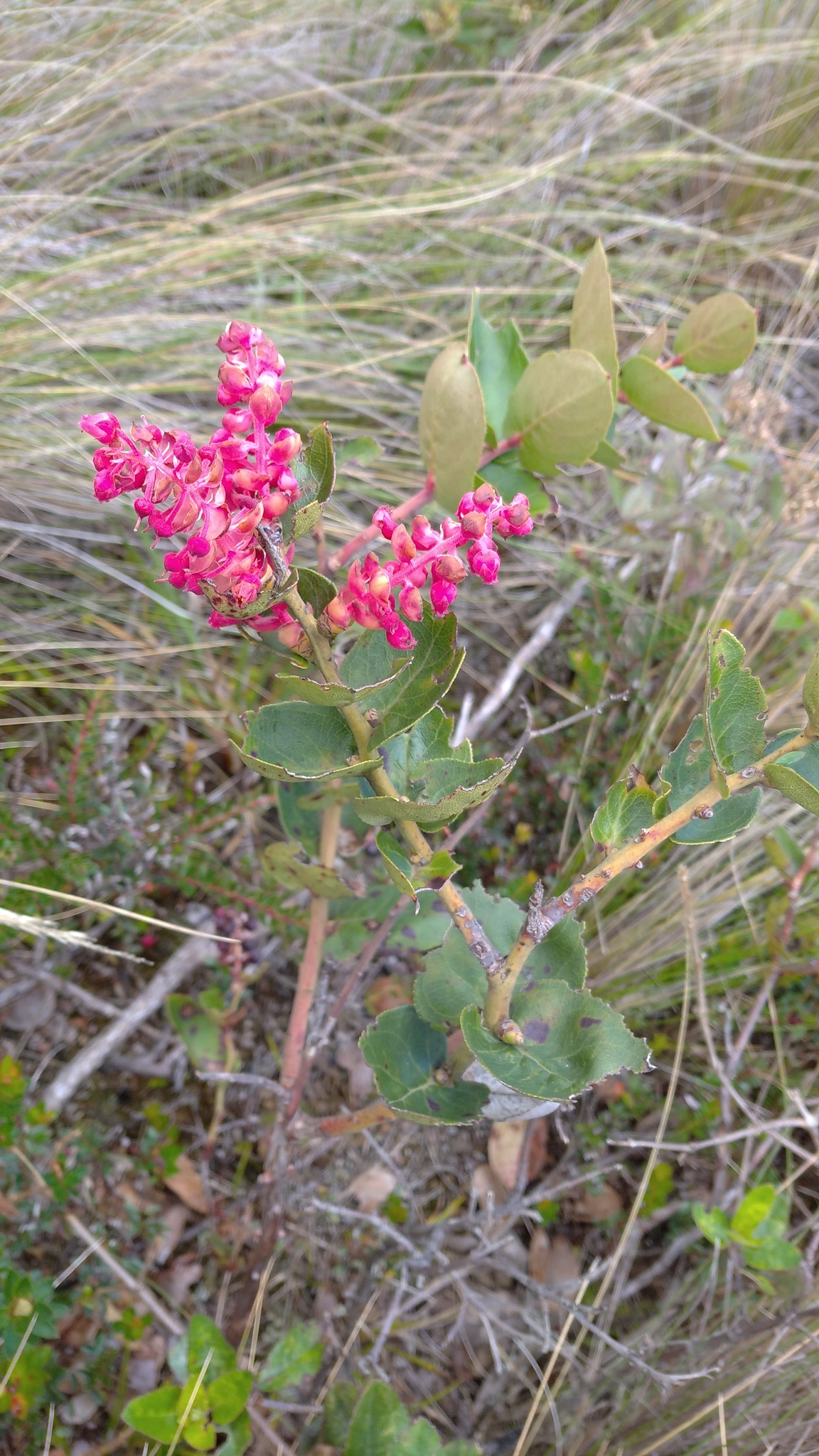 Gaultheria image