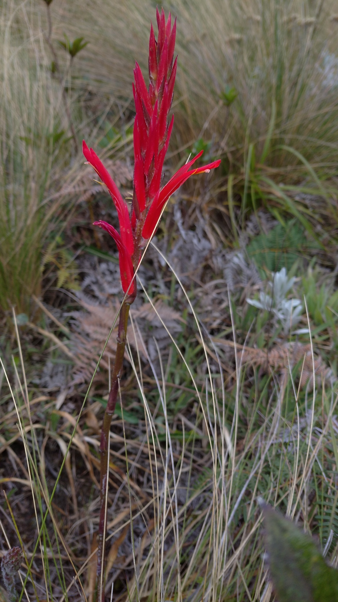 Pitcairnia image