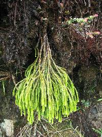 Media resource of Phlegmariurus echinatus