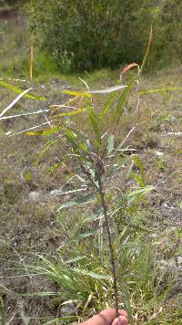 Salix humboldtiana image