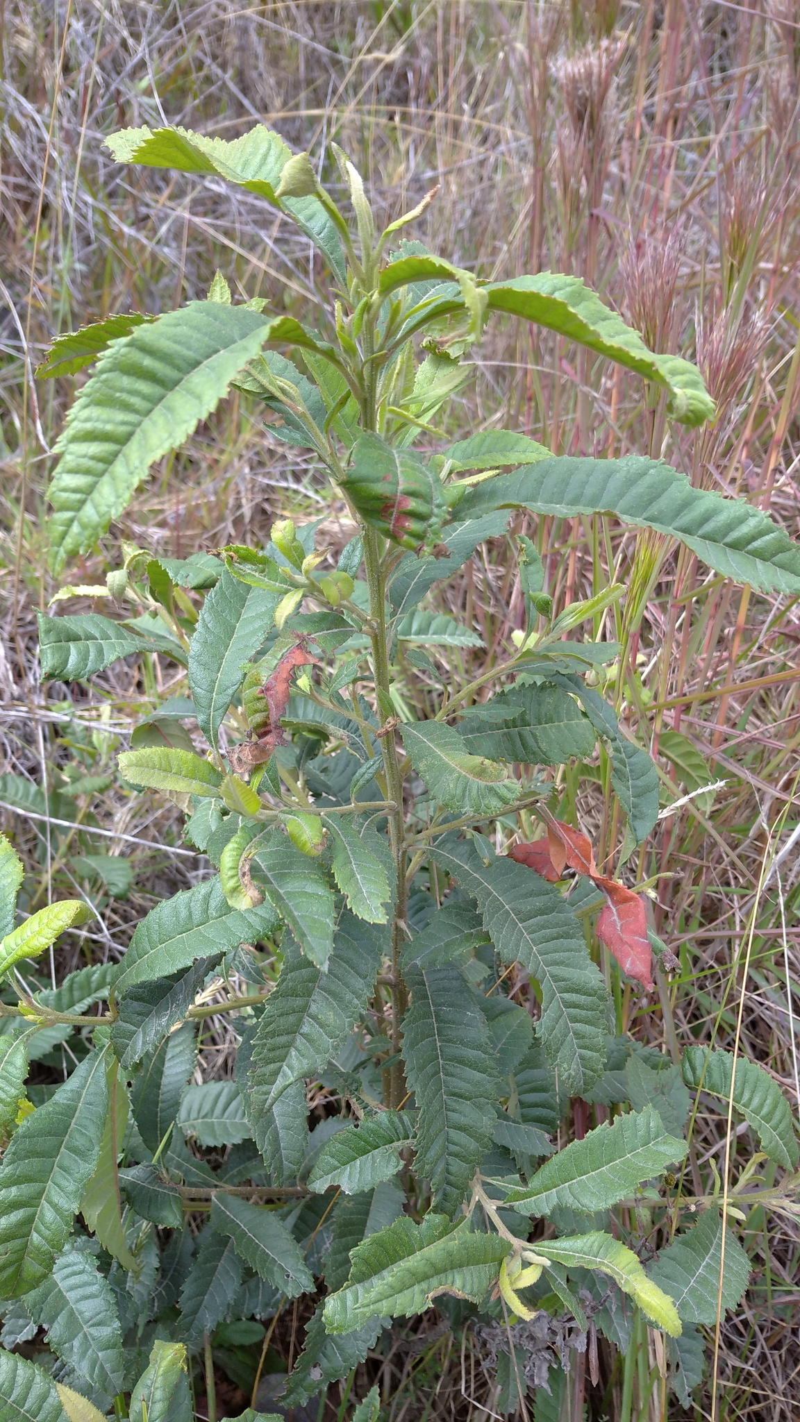 Myricaceae image