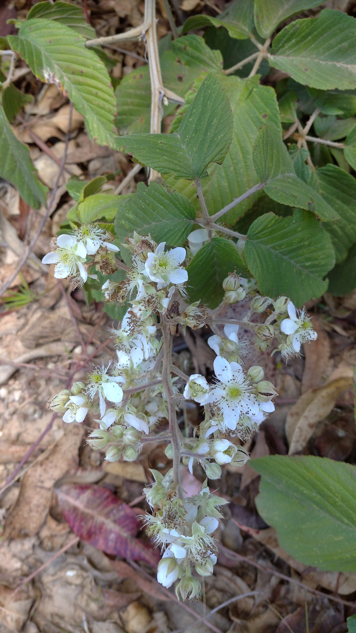 Rubus floribundus image