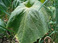 Media resource of Cucurbita pepo