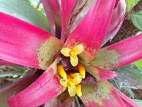 Media resource of Guzmania sanguinea