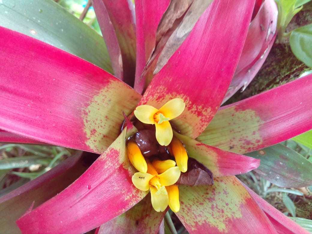 Guzmania image