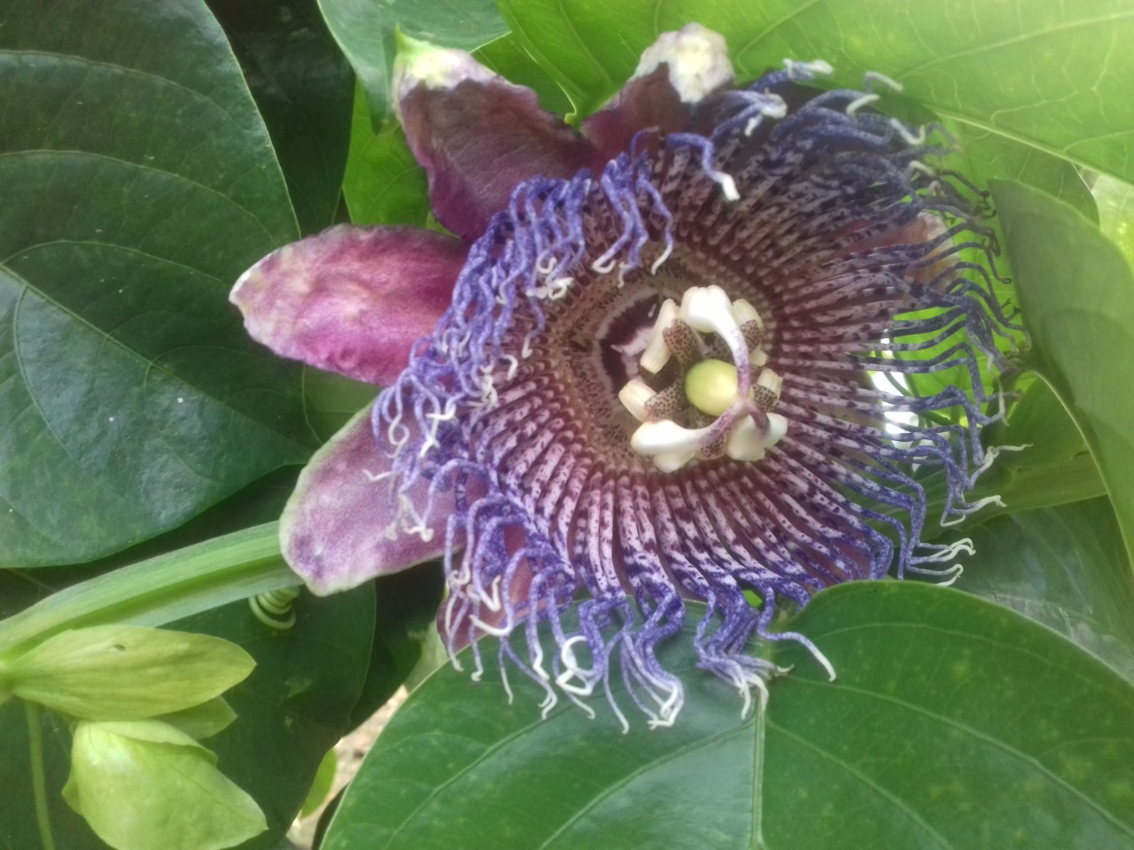Passiflora quadrangularis image