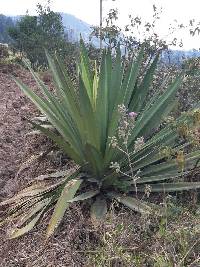 Furcraea andina image