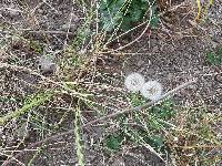 Taraxacum officinale image