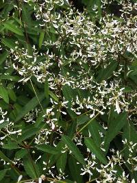 Media resource of Euphorbia graminea