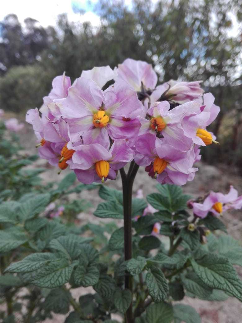 Solanum tuberosum image
