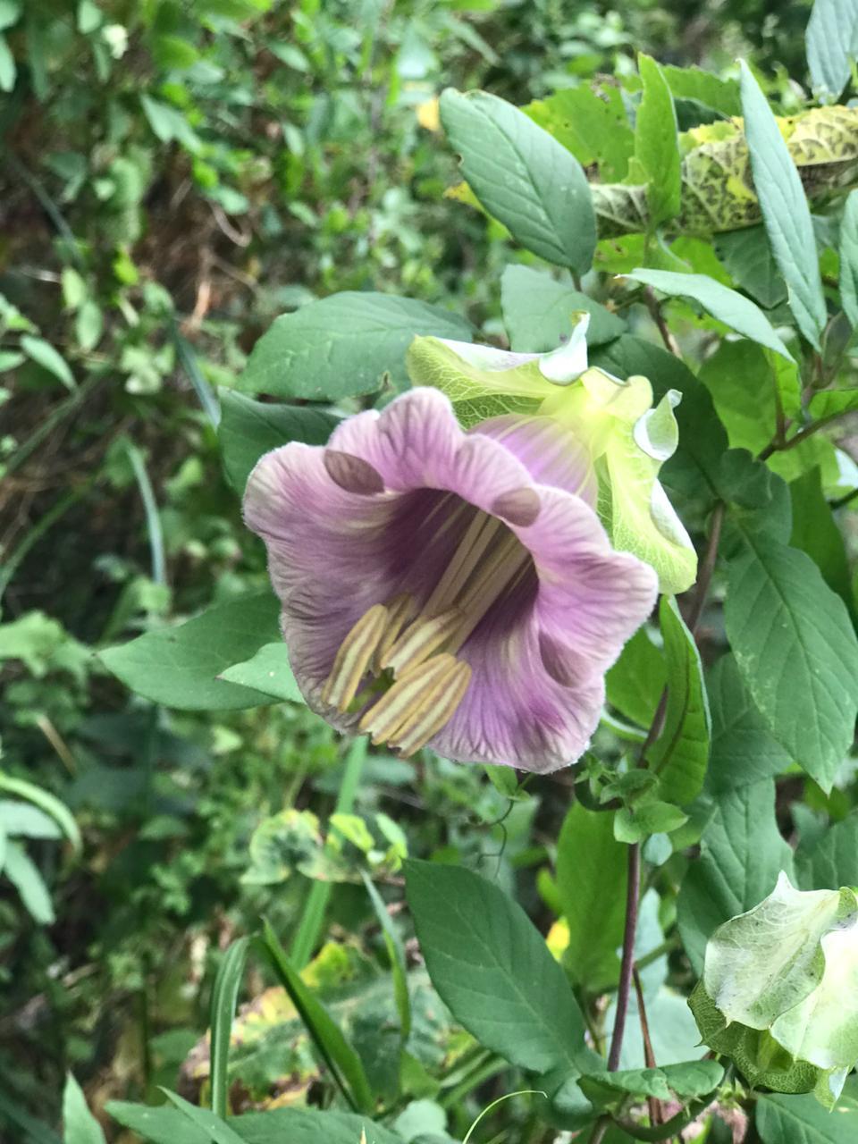 Polemoniaceae image