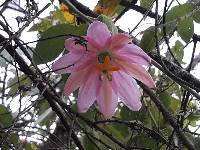 Media resource of Passiflora tarminiana