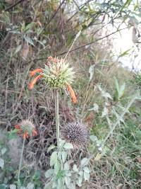 Leonotis nepetifolia image