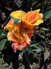 Media resource of Canna generalis