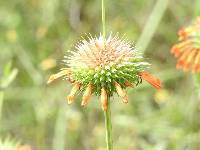 Leonotis nepetifolia image