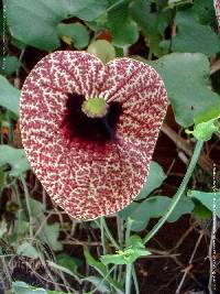 Media resource of Aristolochia elegans