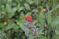 Castilleja arvensis image