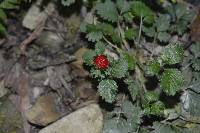 Potentilla indica image