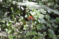 Castilleja arvensis image