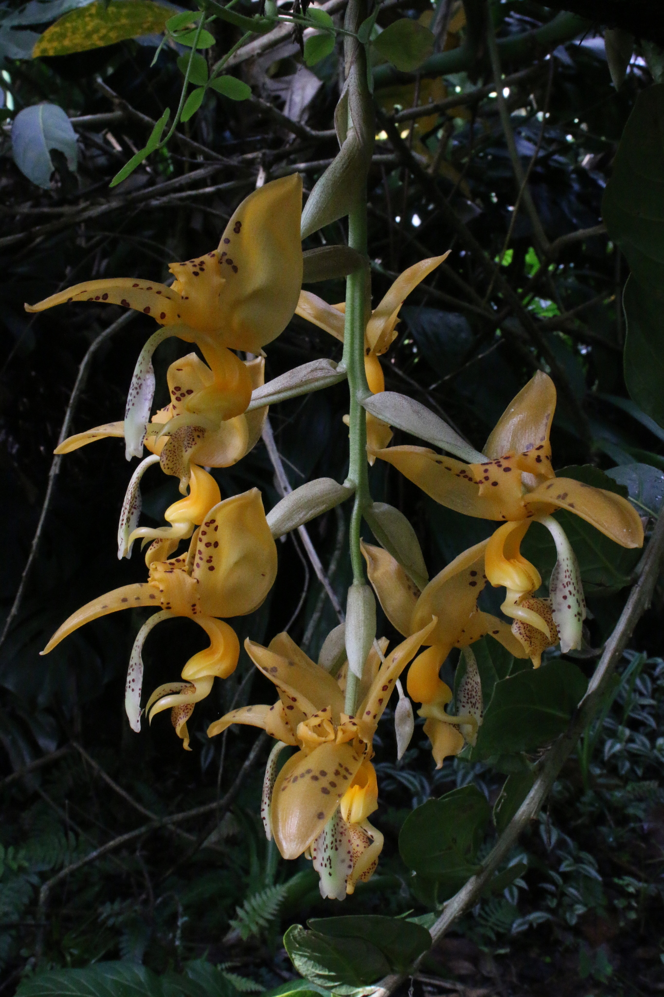 Stanhopea image