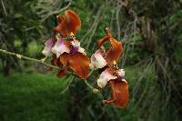 Cyrtochilum pastasae image
