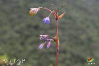 Excremis coarctata image
