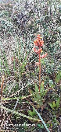 Media resource of Racinaea tetrantha