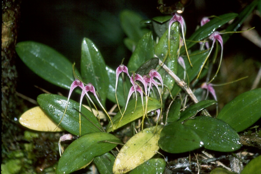 Masdevallia picta image