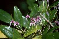 Masdevallia picta image