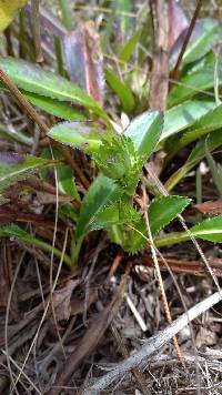 Media resource of Eryngium foetidum