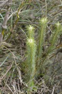 Media resource of Phlegmariurus hippurideus