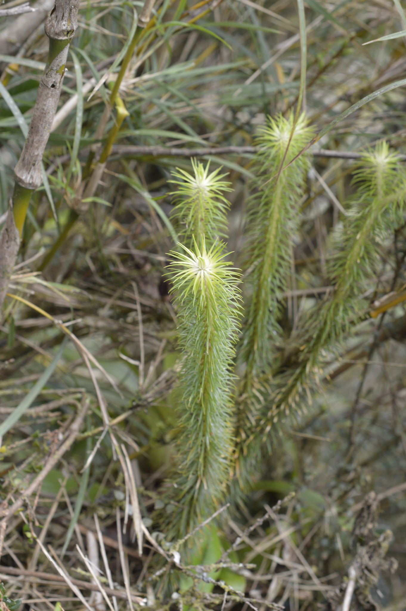 Phlegmariurus image