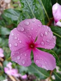 Media resource of Catharanthus roseus