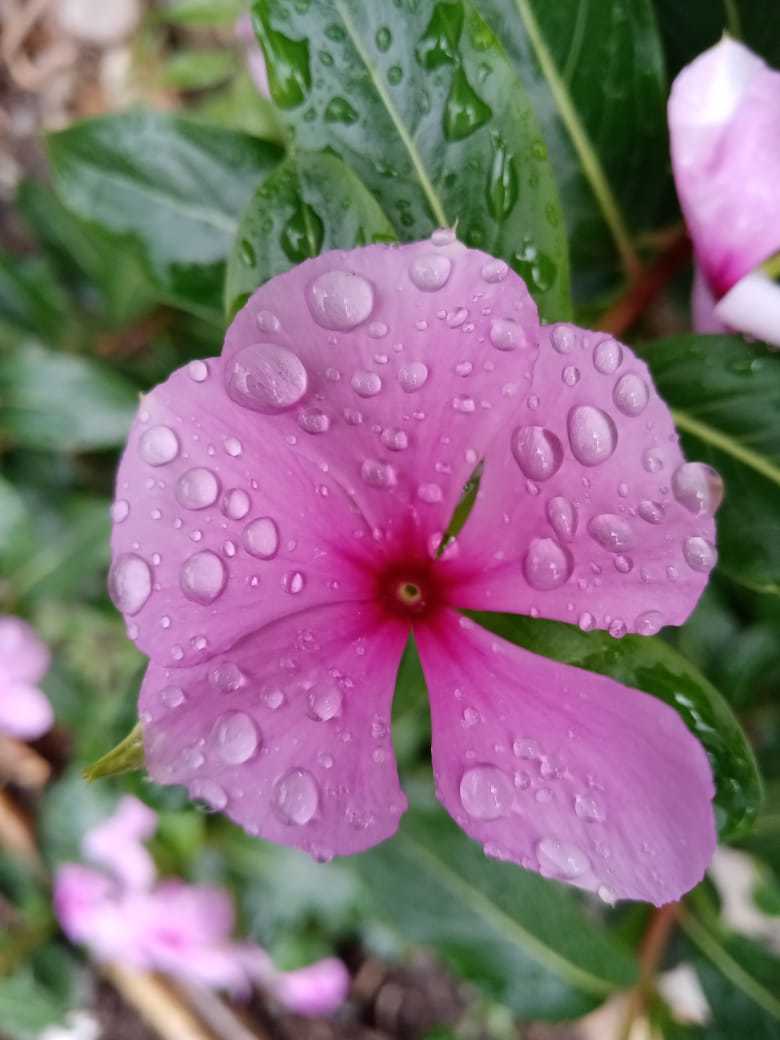Catharanthus image