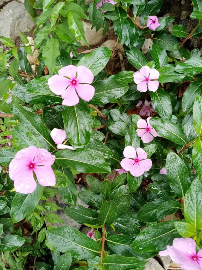 Catharanthus image
