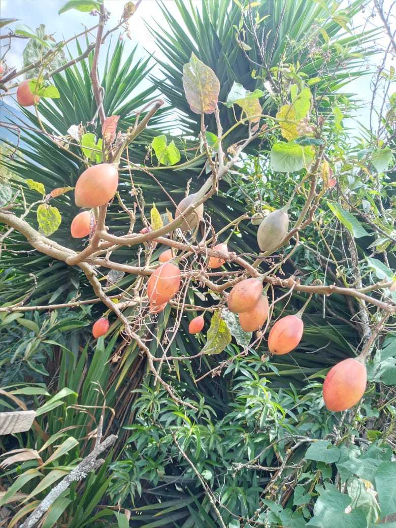 Solanum betaceum image